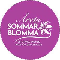 Årets Sommarblomma