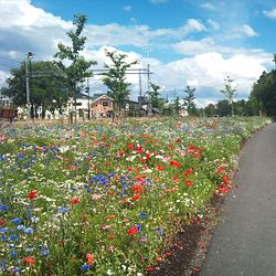 Årets Pollinatör