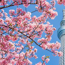 TOKYO SKYTREE