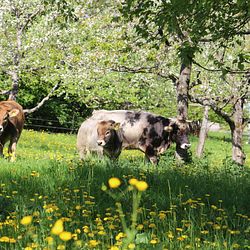 biodynamische Landwirtschaft