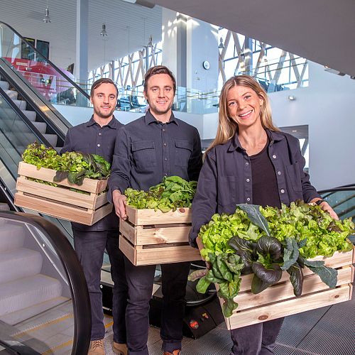 Harvest – hållbar odling av närskördade grönsaker i centrala Umeå