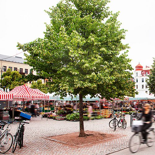 Grön inramning av Möllevångstorget i Malmö, där Sysavs grönkompost använts i jorden. Foto: Bara Mineraler