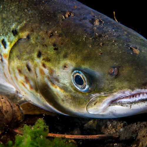 A salmon with several lice. Photo: Erling Svensen / Akvaplan-niva