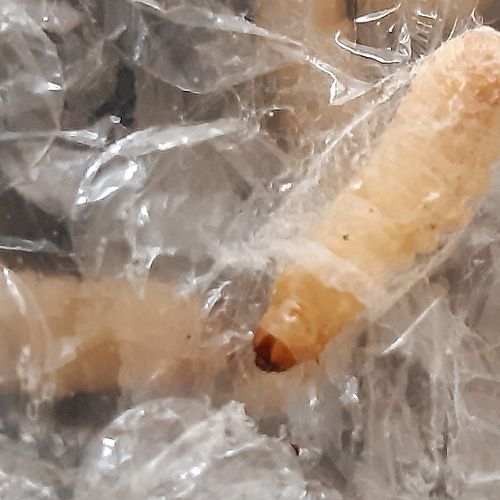 Större vaxmott är en fjärilsart vars larver har stor aptit på plast, något som upptäcktes av en slump.