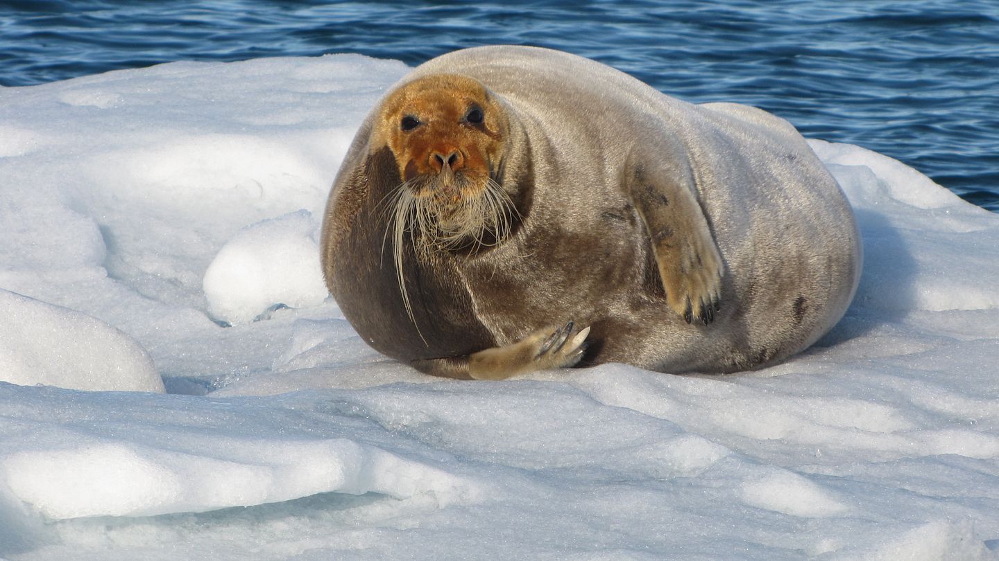 Sjøpattedyr er sårbare for både miljøgifter og klimaendringer (Foto: Anita Evenset/Akvaplan-niva).