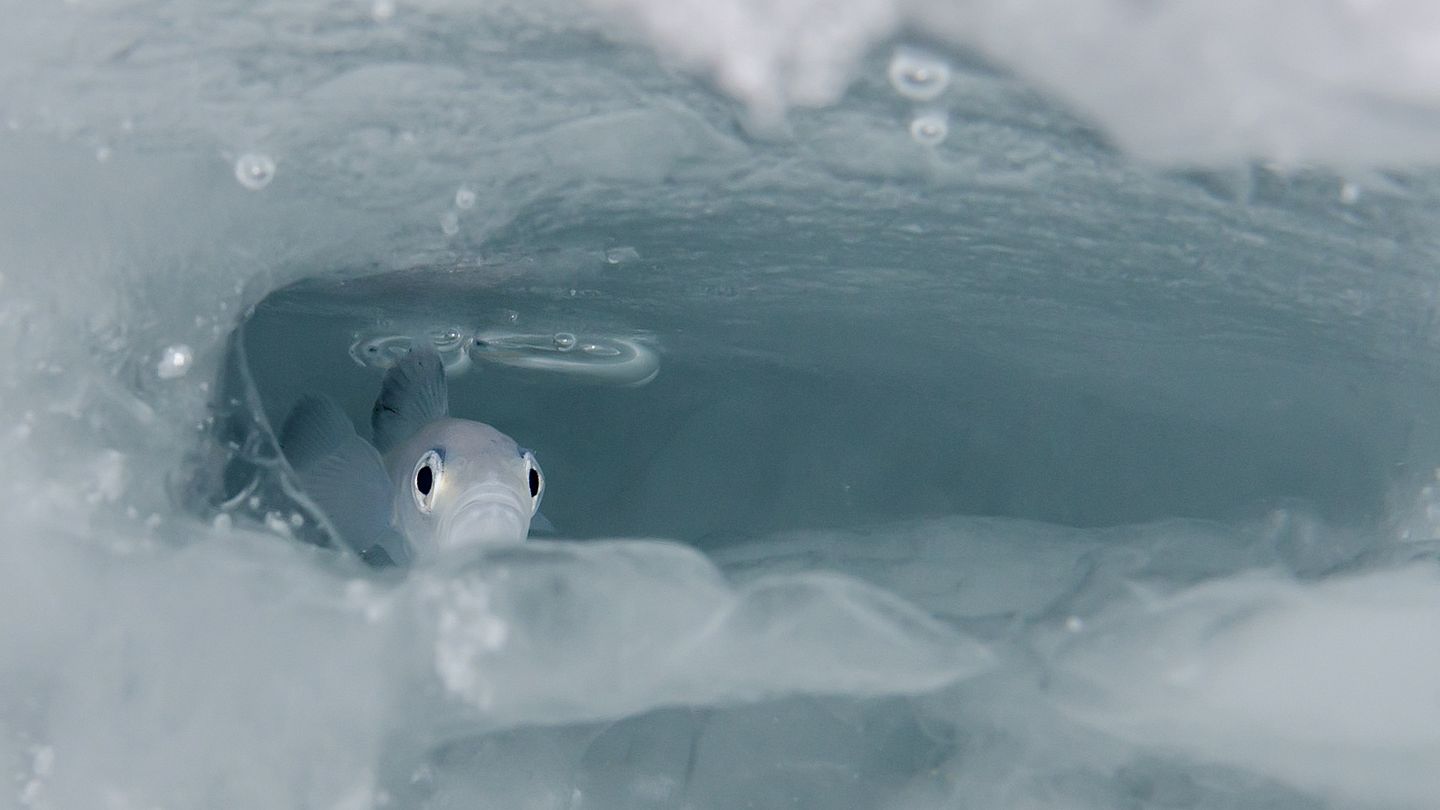Forskerne er usikre på betydningen av sjøis for polartorsken (Foto: Peter Leopold)