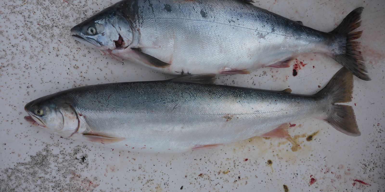 An invasive Pacific pink salmon (above) and a native Arctic charr (below). Both species have a silvery exterior while at sea and can be difficult to tell apart but the inside of the mouth of a pink salmon is black (Photo: Guttorm Christensen).