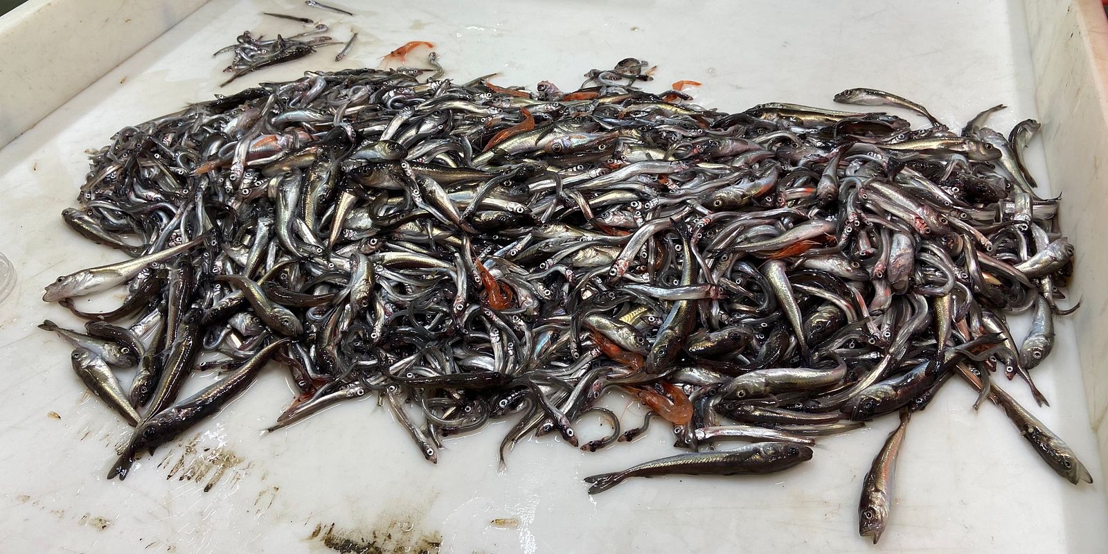 Capelin (Photo: Frida Cnossen/Akvaplan-niva)