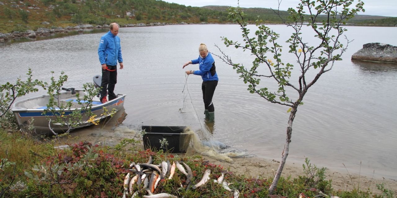 Foto: Akvaplan-niva forskere på feltarbeid på Jarfjordfjellet i Finnmark