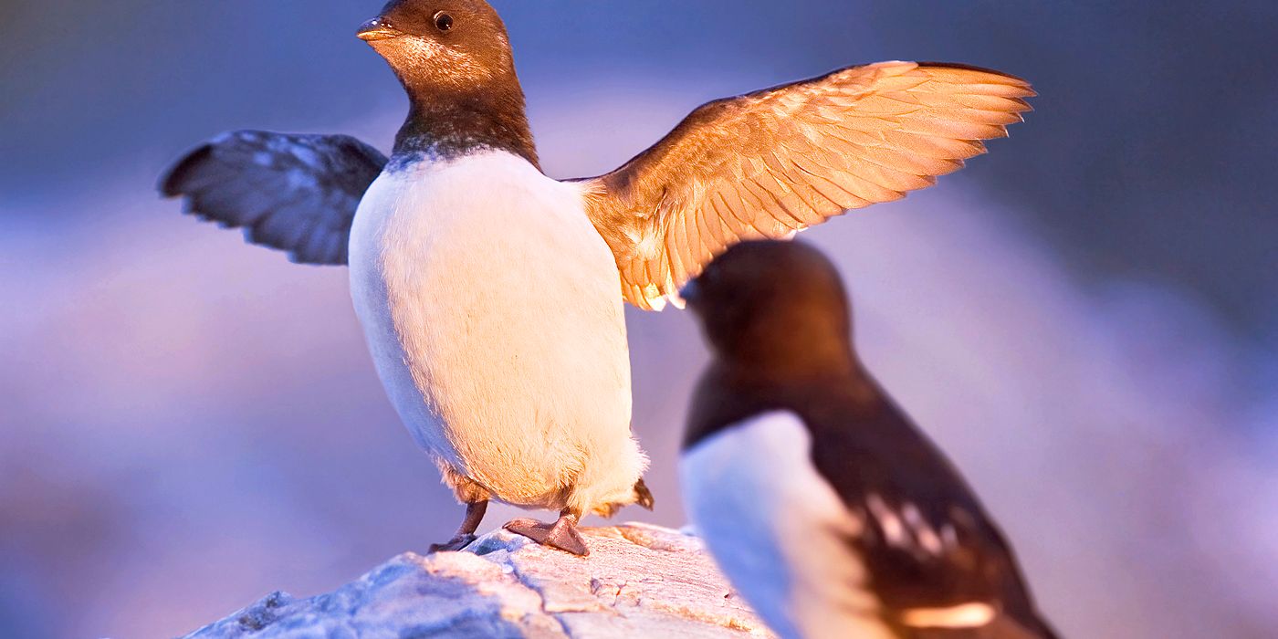 Little auk (Photo: © Cornelius Nelo)