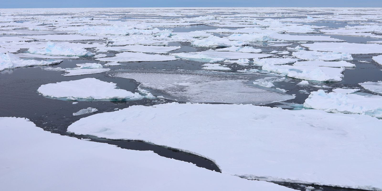Thin ice, little overlying snow, and open spaces between floes permit ample sunlight to drive strong under-ice phytoplankton blooms (Photo: Frida Cnossen/Akvaplan-niva).