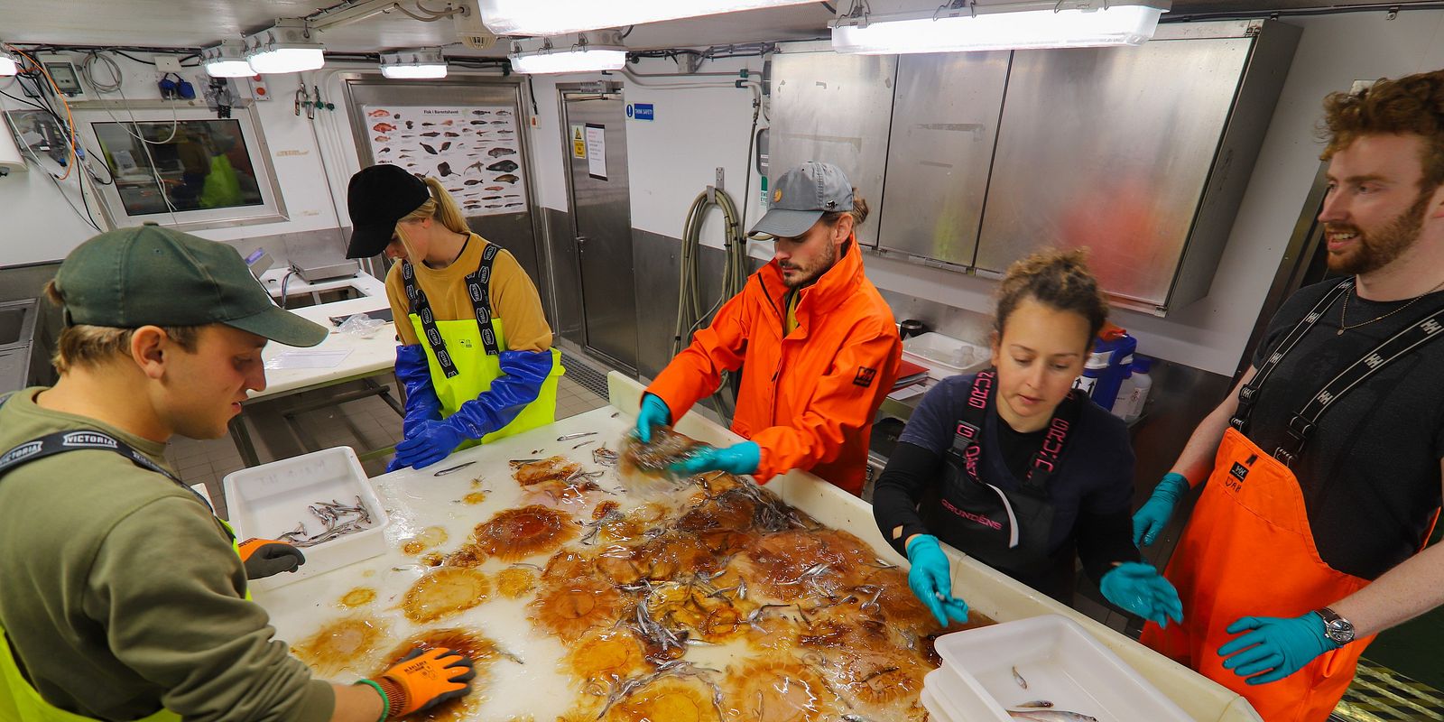 Sorting jellyfish (Photo: Frida Cnossen/Akvaplan-niva)