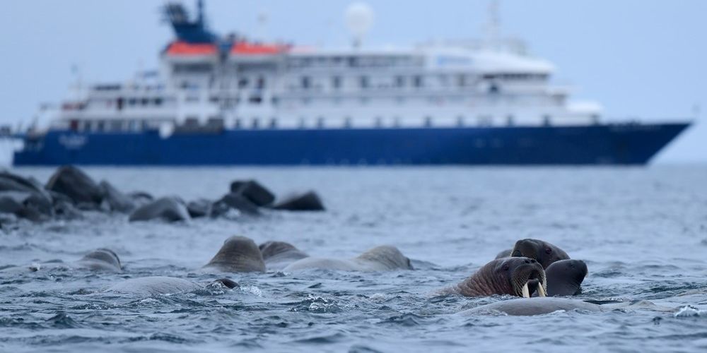 Photo: Cruise ship and whalruses Franz Josef Land (Photo: Page Chichester)