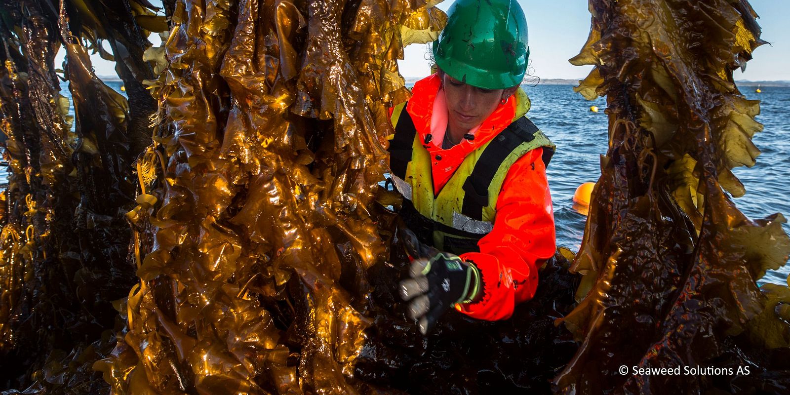 Foto: Illustrasjonsfoto Seaweed Solutions AS