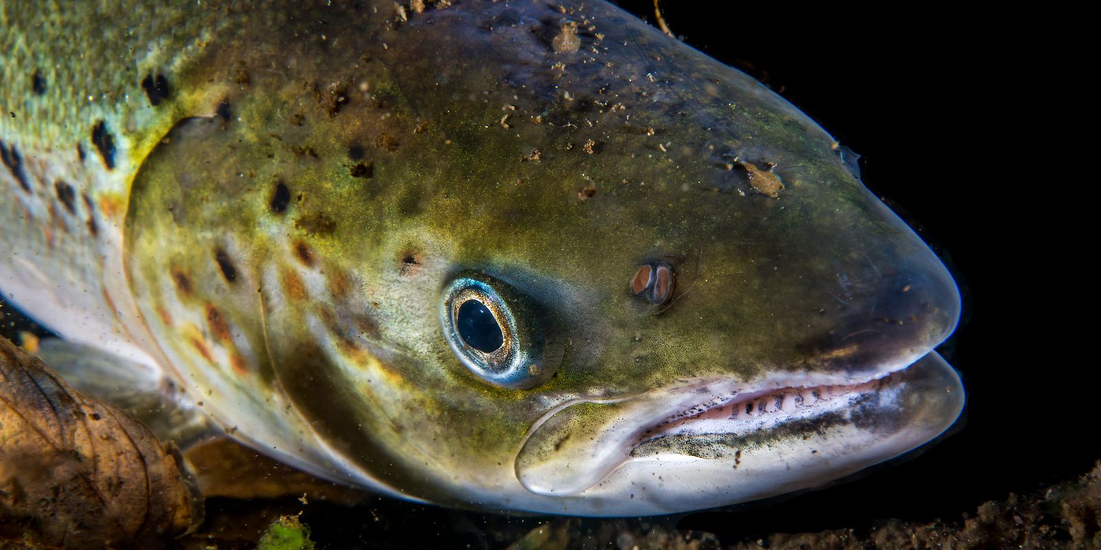 A salmon with several lice. Photo: Erling Svensen / Akvaplan-niva