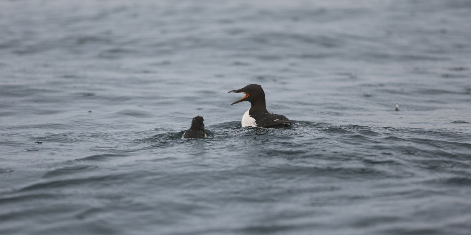 Chick and father Brünnich’s guillemots departing the breeding colony (Photo: Hallvard Strøm, Norwegian Polar Institute).