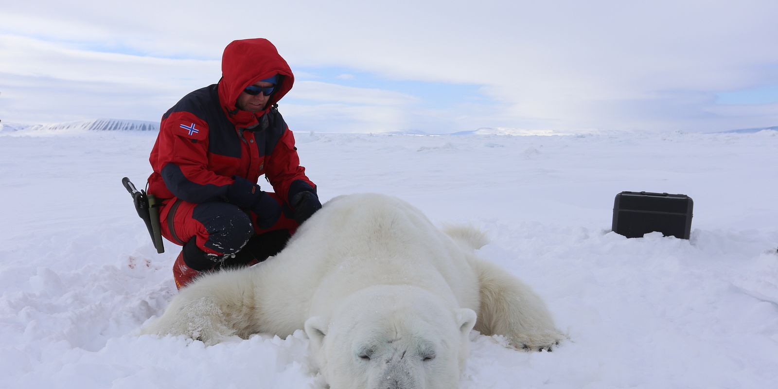 Sampling from a polar bear (Photo: Magnus Andersen / Norwegian Polar Institute).