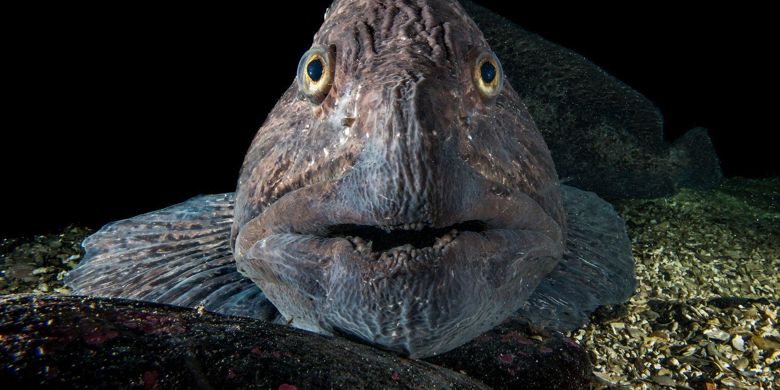 The spotted wolffish, a fierce looking creature but a culinary delicacy. Photo: Erling Svensen