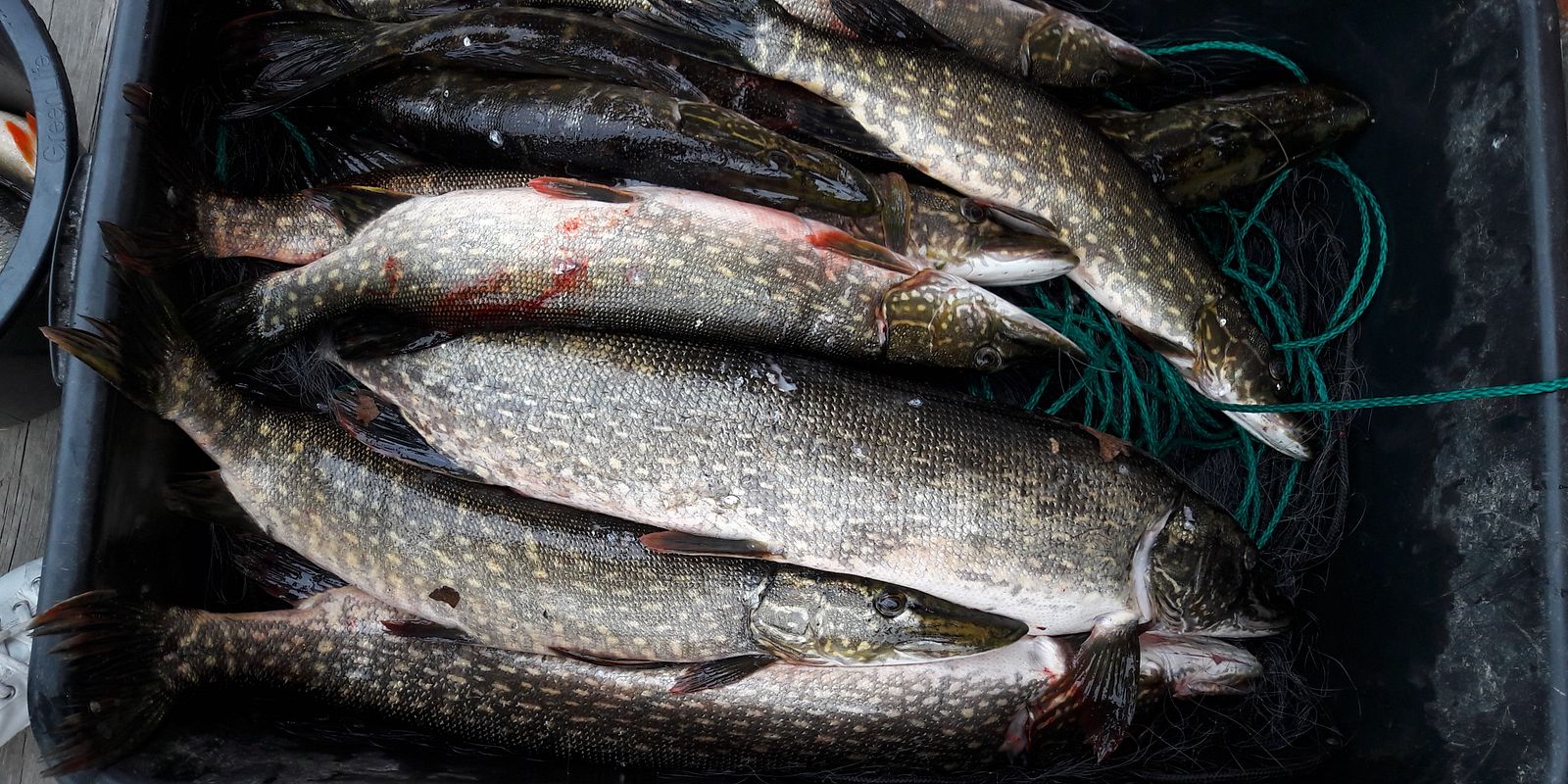 Freshwater fish catch in Pasvik (Photo: Trude Borch, Akvaplan-niva)