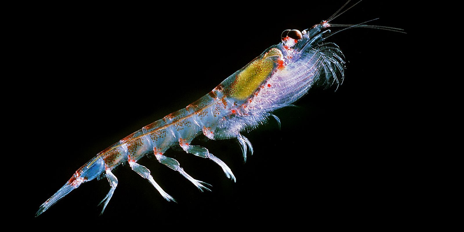 Photo: Wikipedia (https://en.wikipedia.org/wiki/File:Antarctic_krill_(Euphausia_superba).jpg)