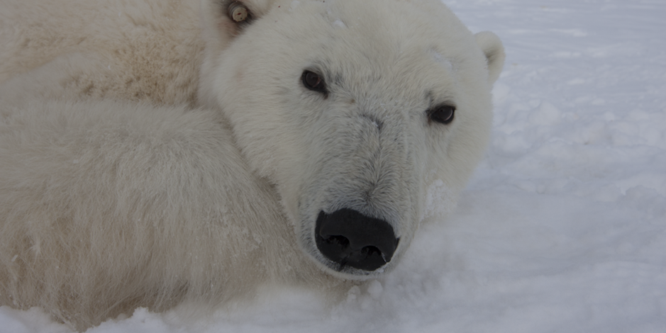 Polar bear with light-recording ear stud (Photo: Jon Aars).