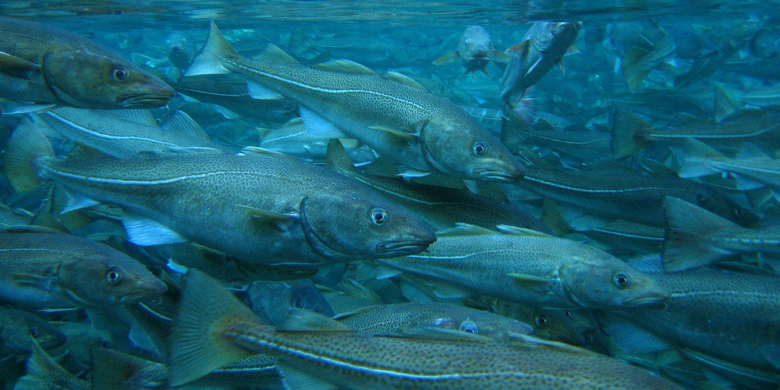 Ordet skrei kommer fra det norrøne ordet skreið som betyr "fisk som skrider eller vandrer". (Foto: Lars Olav Sparboe, Akvaplan-niva).