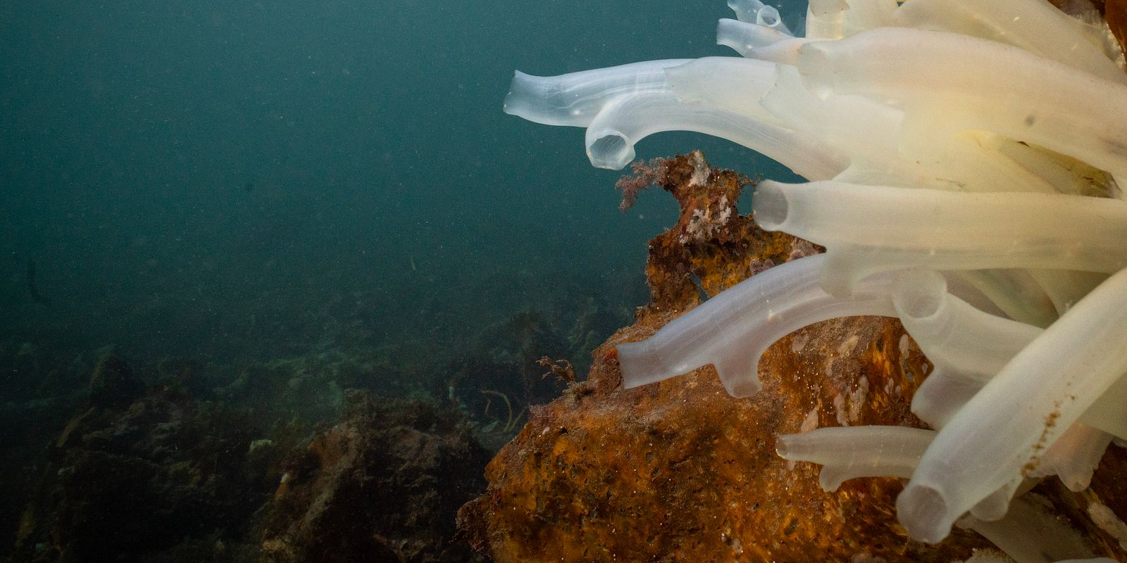 Tunikat - Ciona intestinalis (Foto: Pronofa AS)