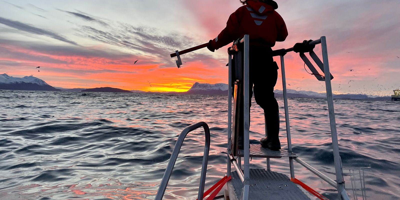 Waiting to collect a biopsy sample (a tiny piece of skin/fat) from killer whales. The implement used for this is an air gun. Photo: Deanna Marie Leonard (Institute of Marine Research)