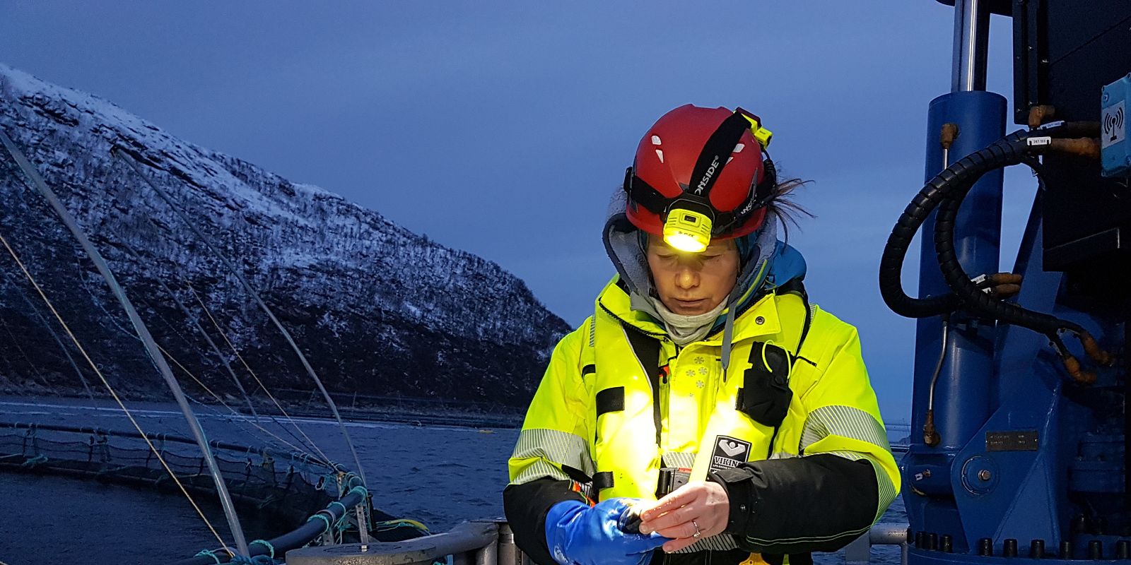 Veterinær Karin-Bloch Hansen (Akvaplan-niva) undersøker postsmolt etter midtvinters utsett (Foto: Akvaplan-niva/Mette Remen).