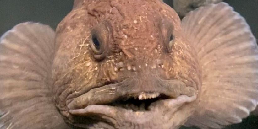Steinbiten ser ut til å føle seg som hjemme på FISK.
