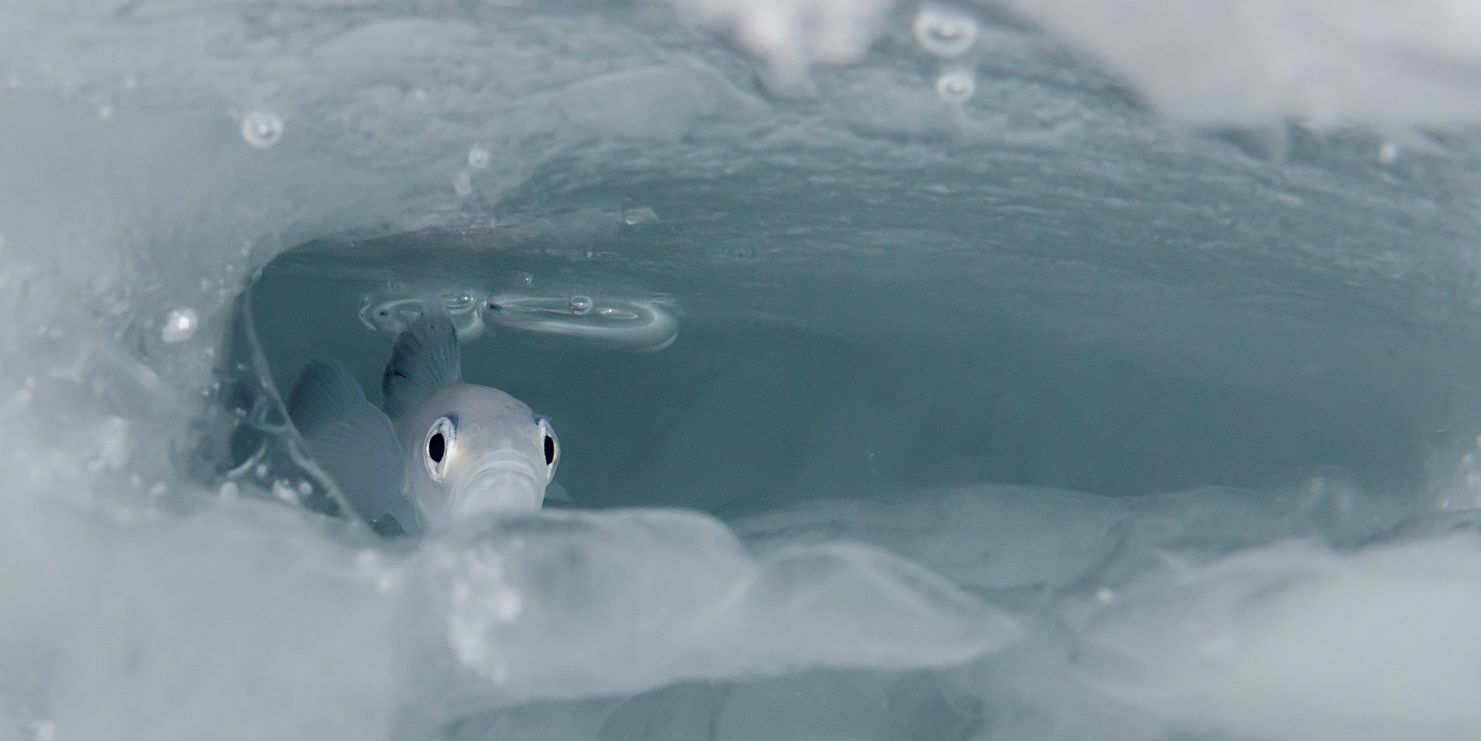 Forskerne er usikre på betydningen av sjøis for polartorsken (Foto: Peter Leopold)