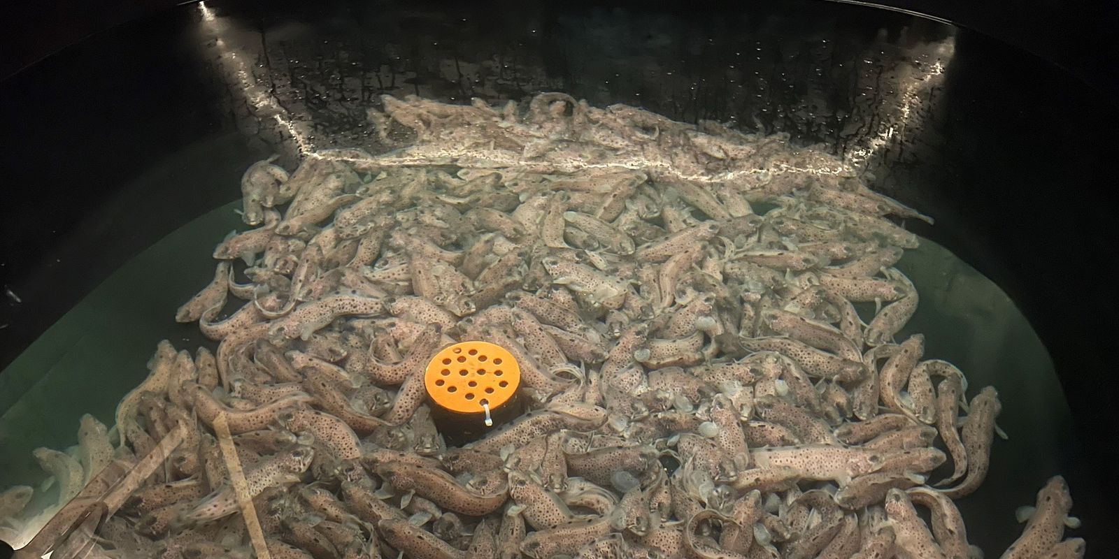 Spotted wolffish in a tank at the Akvaplan-niva Research and Innovation Station (Photo: Lars Olav Sparboe/Akvaplan-niva). 