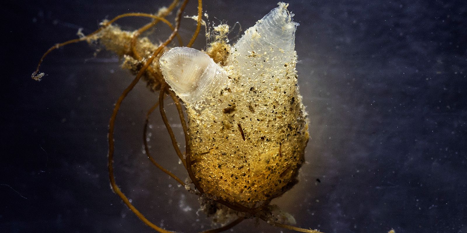 Sekkedyret Molgula (Foto: Fredrik Broms)