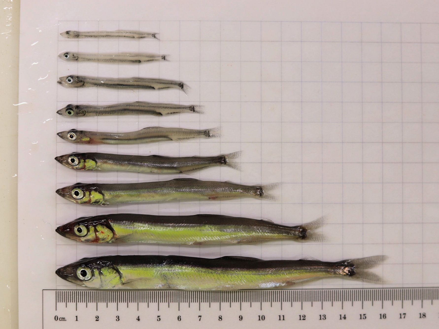 Capelin were found in a wide range of sizes and most had empty stomachs Photo F. Cnossen.jpg