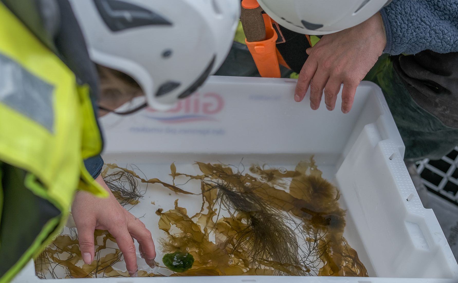 Studying algae that grow on net pens