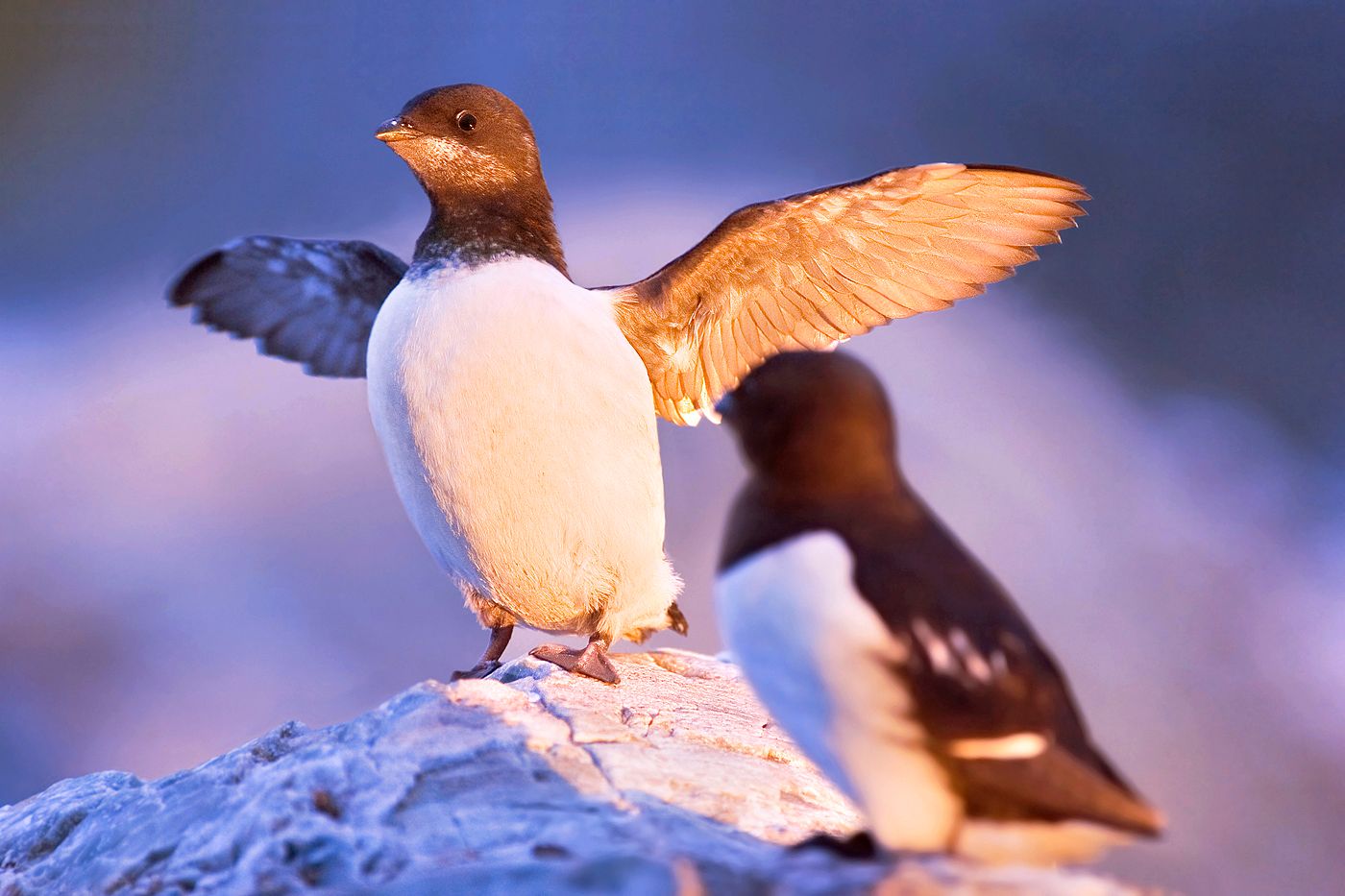 Little auk, Svalbard