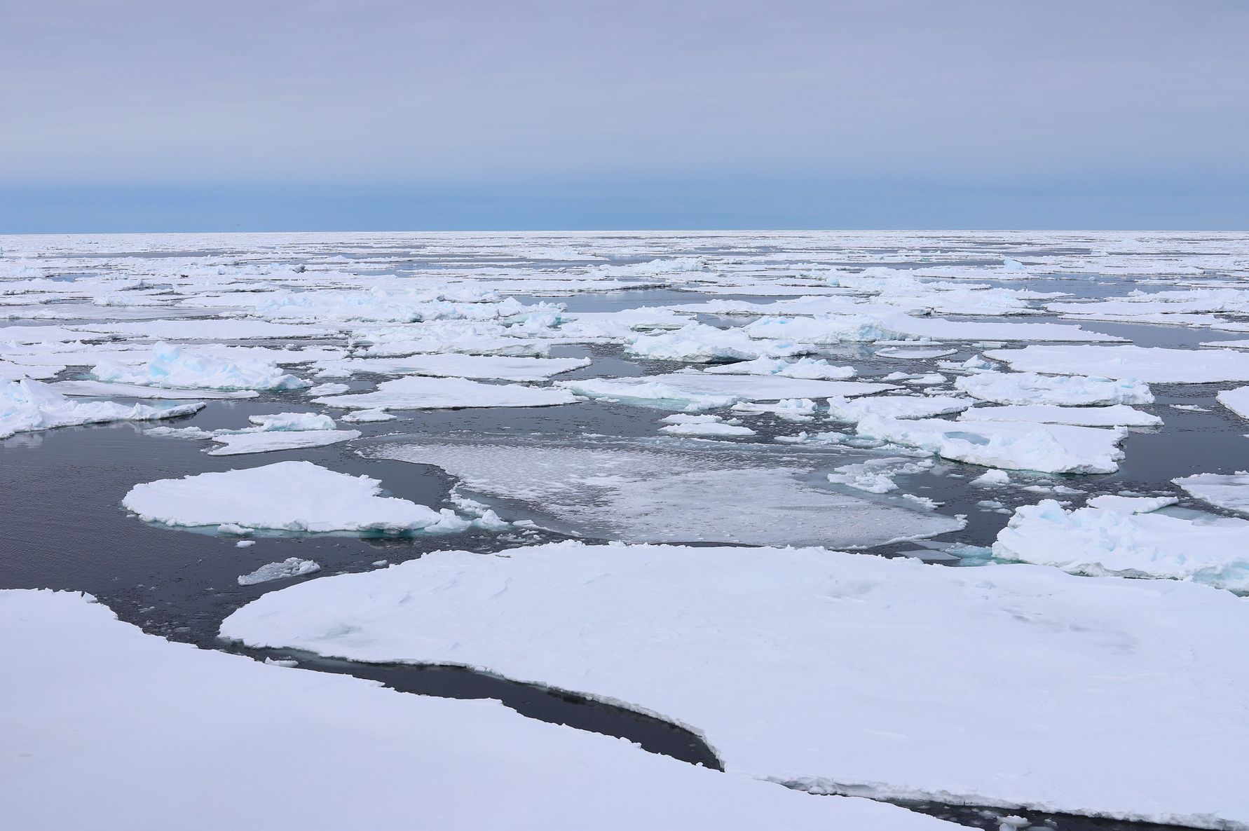Thin ice, little overlying snow, and open spaces between floes permit ample sunlight to drive strong under-ice bloom FC foto.jpg