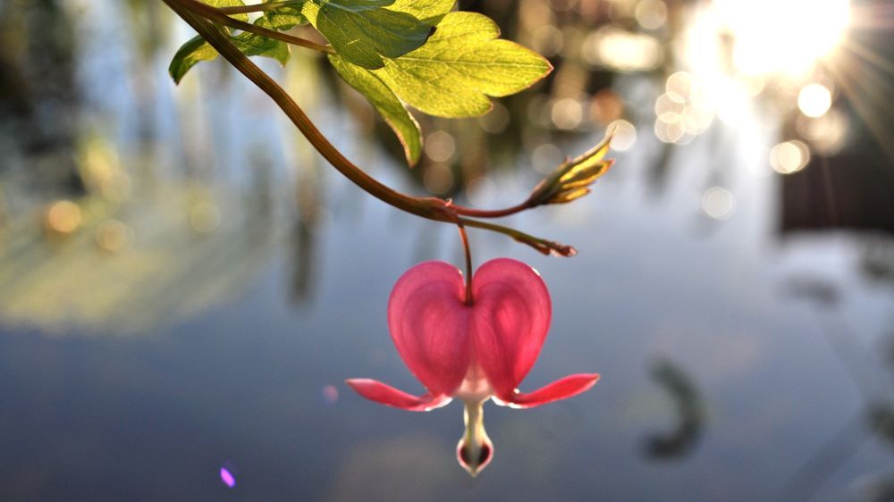 Syntolkning: rosa blomma hänger från en gren