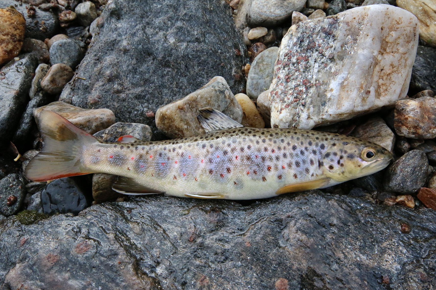 Ørret - trout .jpg