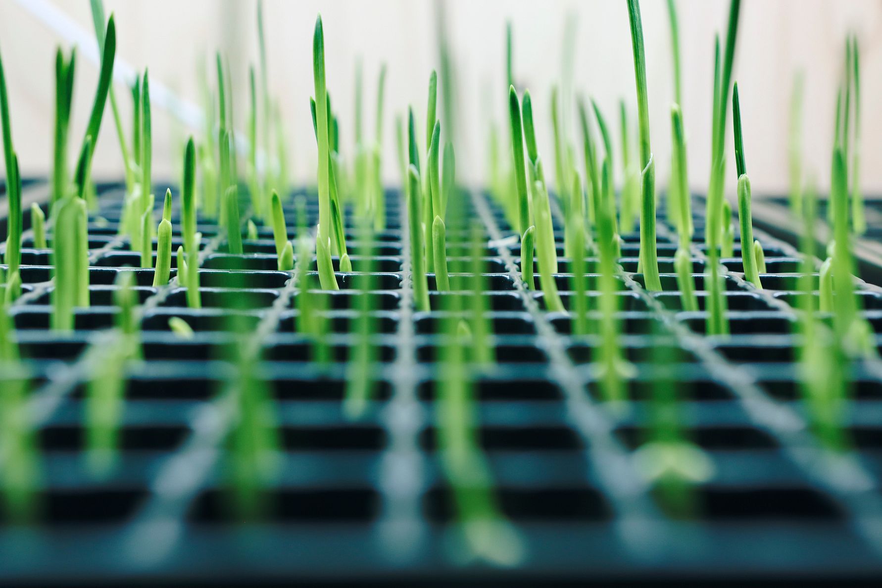 Foodtech Innovation Network fortsätter att driva utvecklingen av framtidens livsmedelssystem i Skåne och Blekinge 