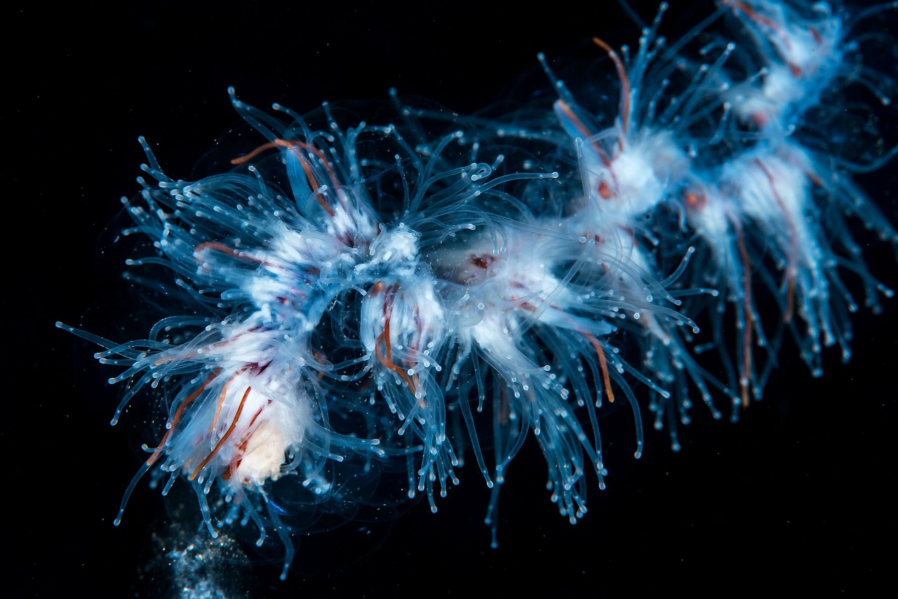 Apolemia_uvaria_10-12-2013__2_.jpg