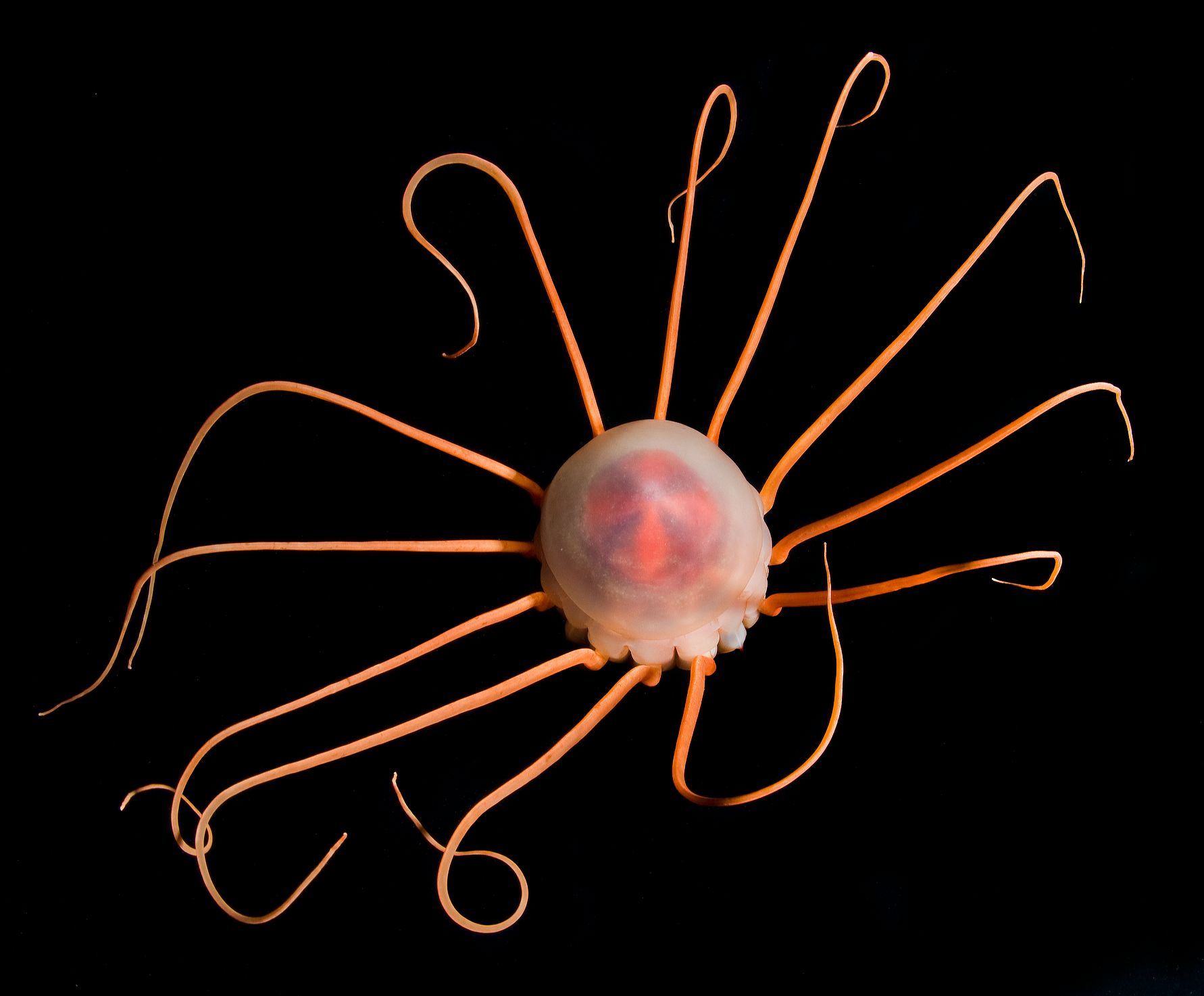 Periphylla periphylla 01-01-10 (2).JPG
