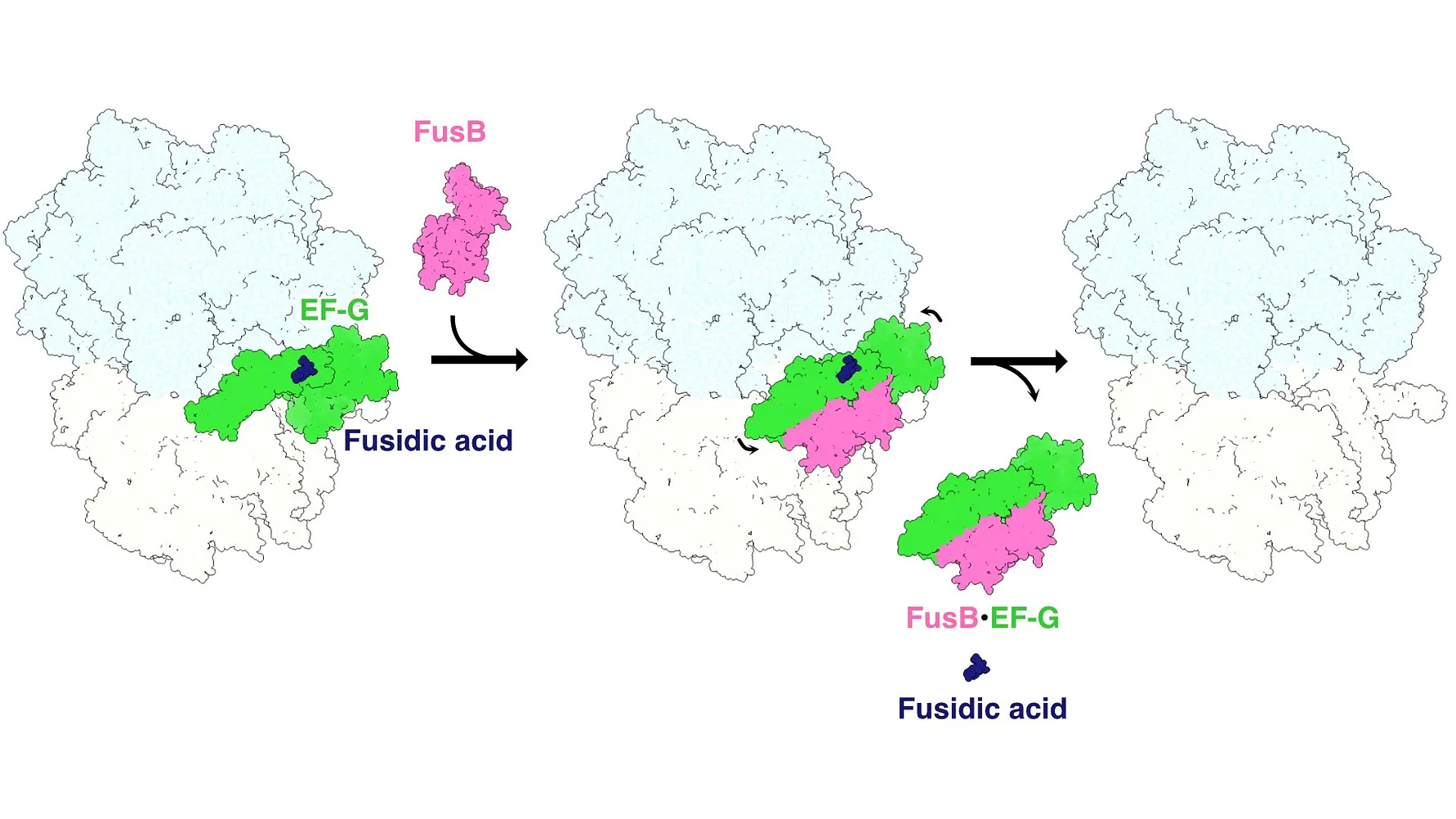 Schematic figure of the fusidic acid resistance “stop-motion” movie. 