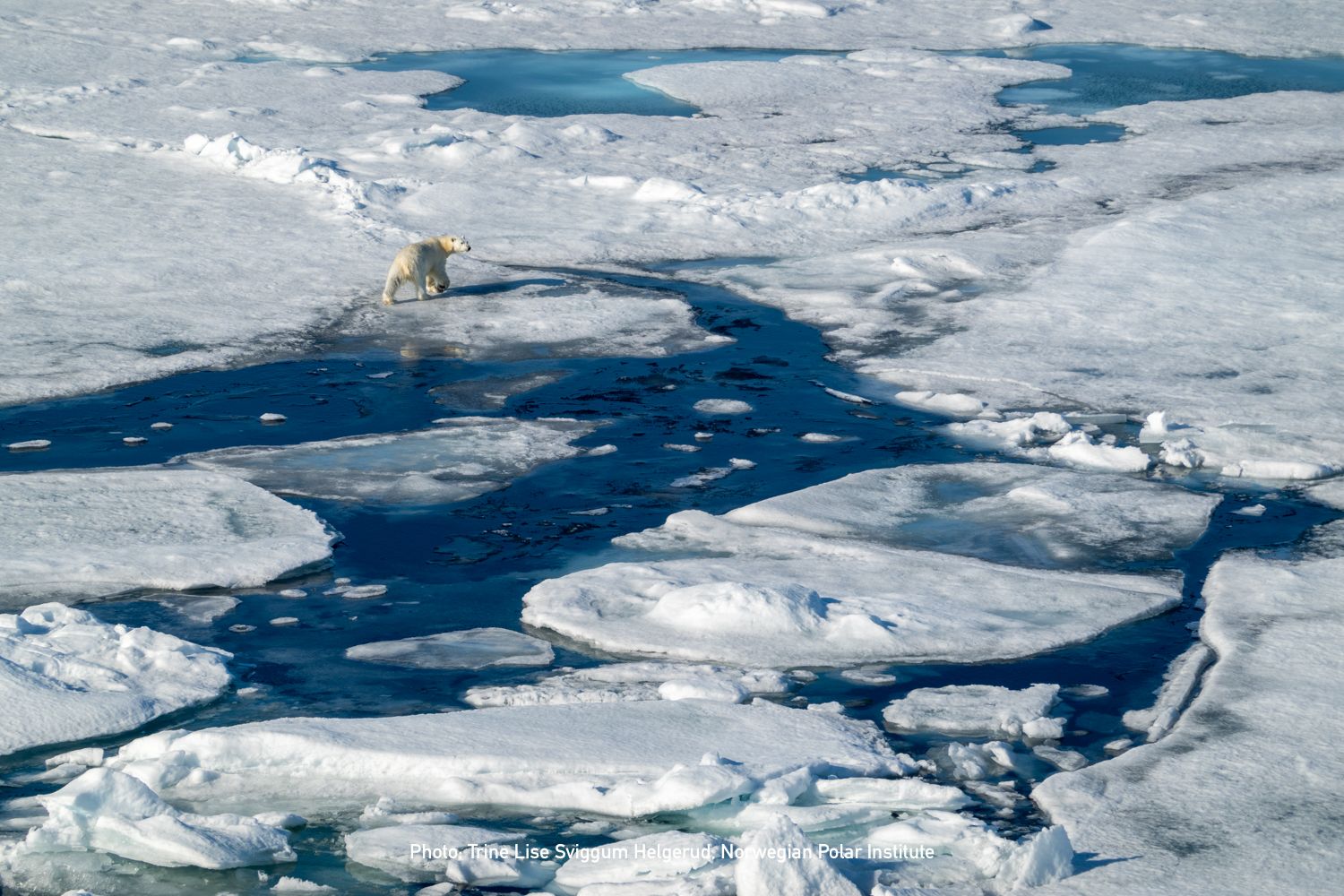 20240808_Credit_TrineLiseSviggumHelgerud_NorwegianPolarInstitute_Polhavstoktet2024-4.jpg
