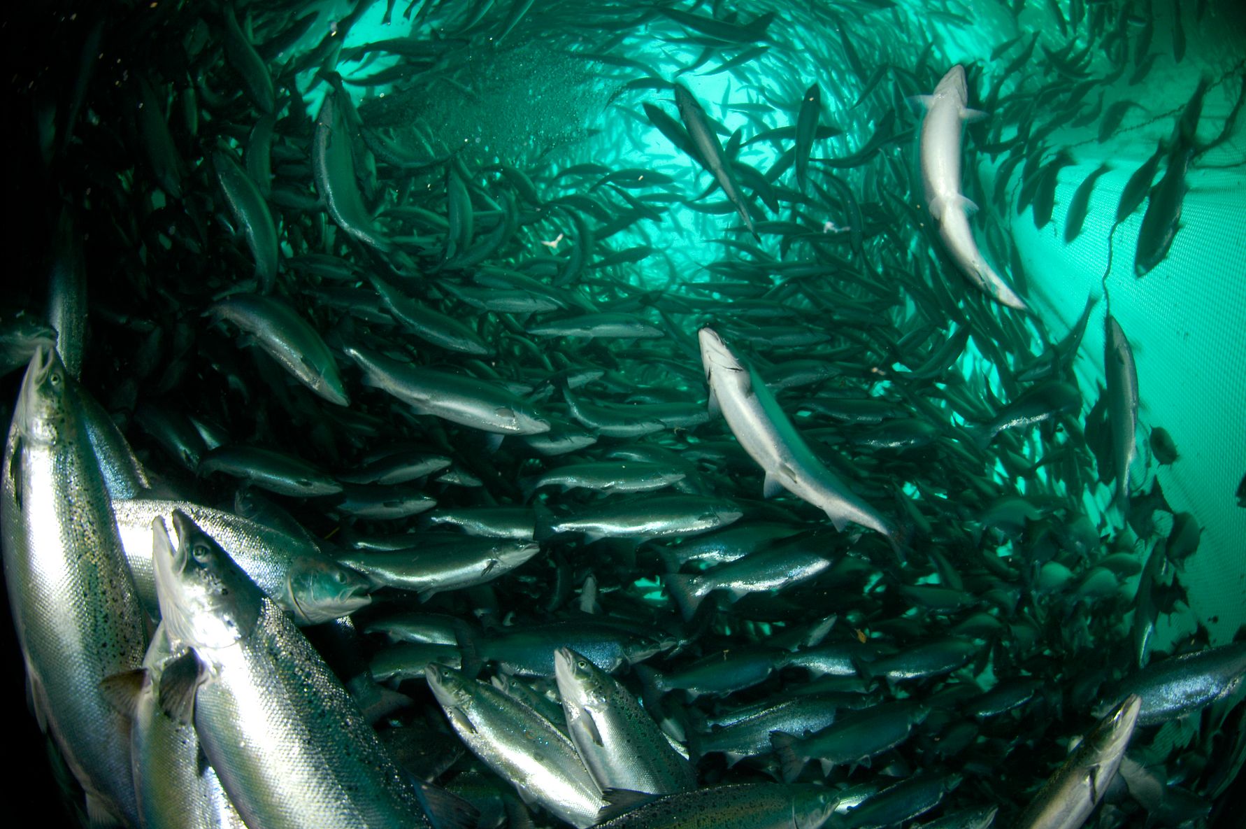 Salmo_salar_ES_04-03-06__4_.jpg
