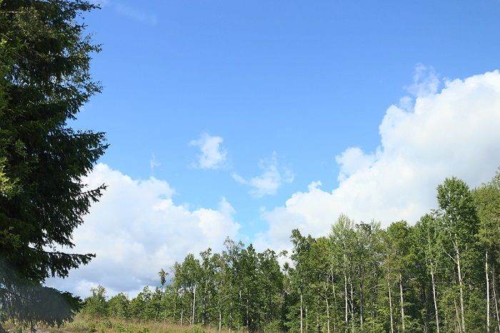 Björkskog i sommartid.