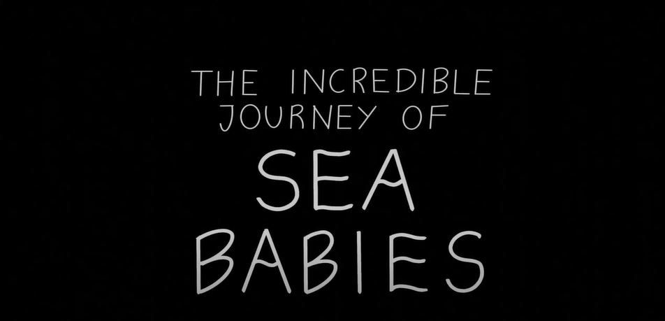 Videointro Sea Babies