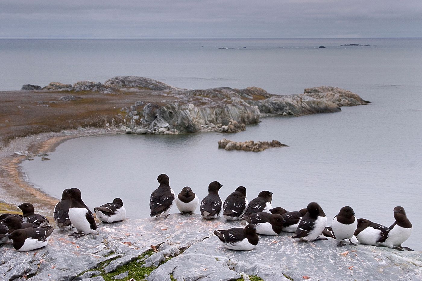 Little auks, Svalbard