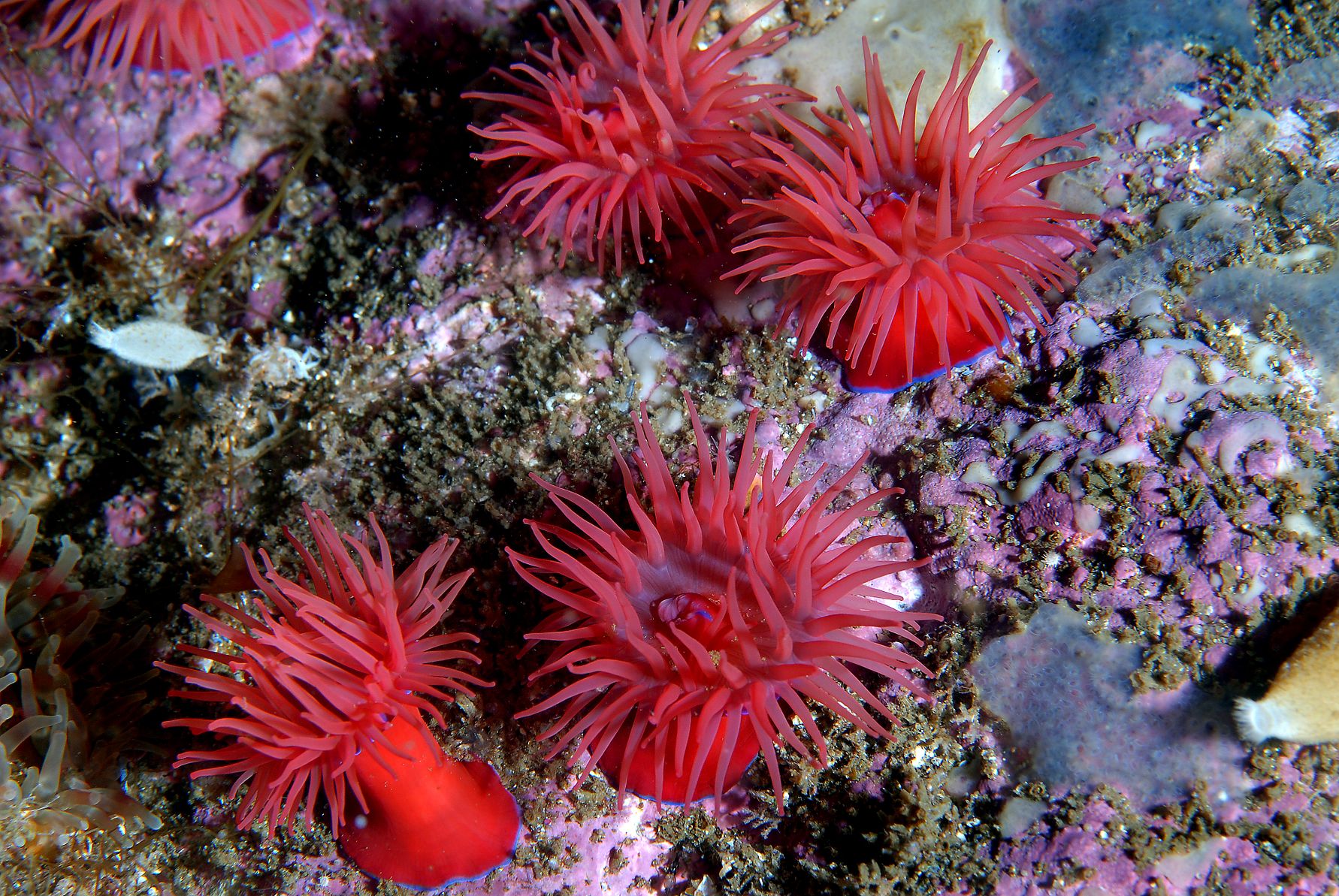 Sjøanemone Actinia equina Foto Erling Svensen.JPG
