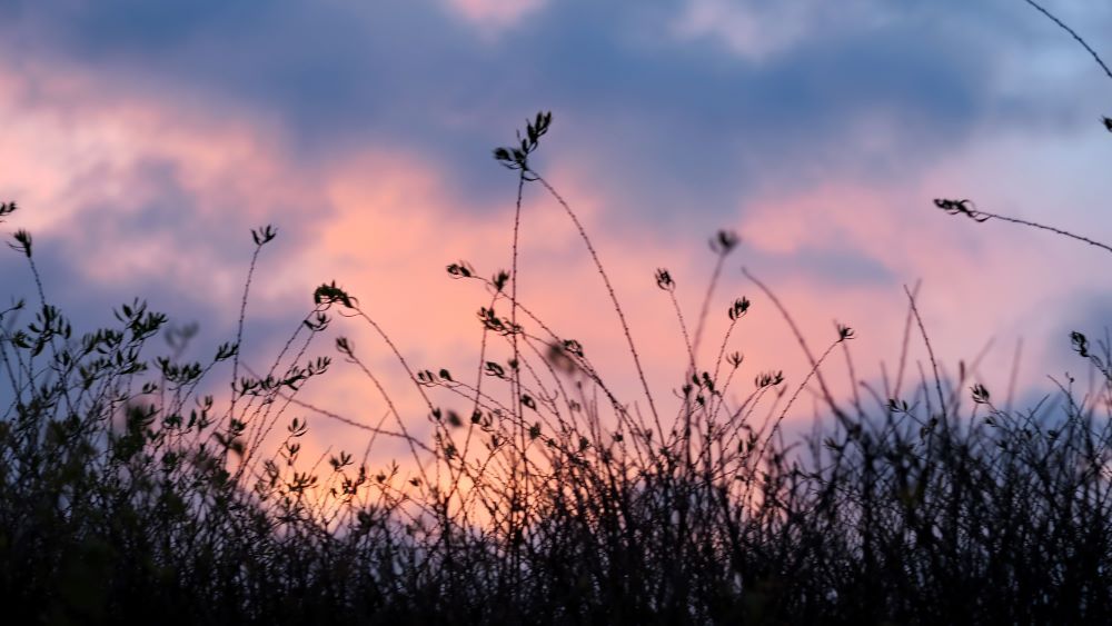 äng med himmel bakom i solnedgång